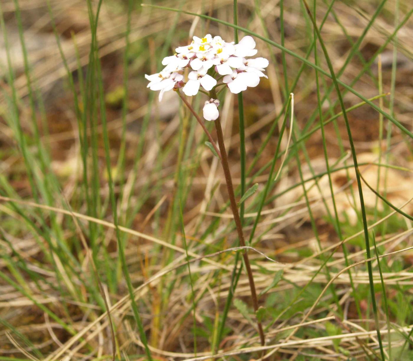 Candytuft, Annual plant